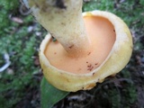 Suillus subaureus image