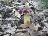 Tylopilus rubrobrunneus image