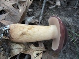 Tylopilus rubrobrunneus image