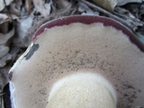 Tylopilus rubrobrunneus image