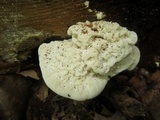 Tyromyces chioneus image