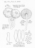 Psathyrella piluliformis image