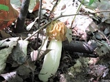Morchella punctipes image