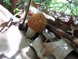 Morchella punctipes image