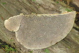 Daedalea quercina image