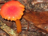 Hygrocybe miniata image