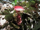 Butyriboletus frostii image