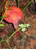 Ganoderma curtisii image