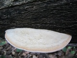 Daedalea quercina image