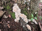 Ductifera pululahuana image