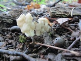 Helvella crispa image