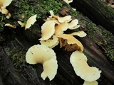 Hohenbuehelia angustata image