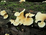 Hohenbuehelia angustata image