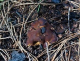 Rhizina undulata image