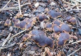 Rhizina undulata image