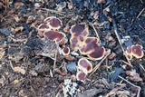 Rhizina undulata image