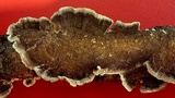 Trametes villosa image