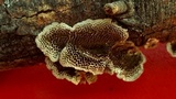 Trametes villosa image