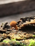 Flammulaster muricatus image