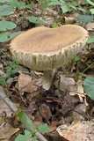 Leccinellum griseum image