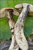Leccinellum griseum image
