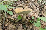 Leccinellum griseum image