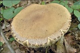 Leccinellum griseum image