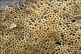 Leccinellum griseum image