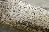 Leccinellum griseum image