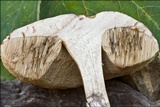 Leccinellum griseum image