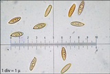 Leccinellum griseum image