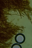 Nigroporus vinosus image
