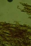 Nigroporus vinosus image