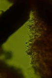 Nigroporus vinosus image