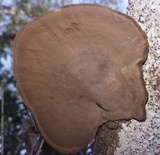 Hexagonia hydnoides image