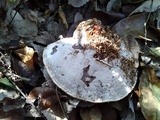 Ganoderma sessile image