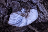 Trametes lactinea image