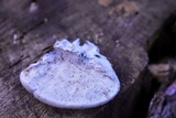 Trametes lactinea image