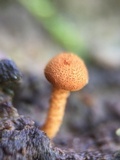 Flammulaster muricatus image