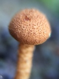 Flammulaster muricatus image