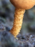 Flammulaster muricatus image