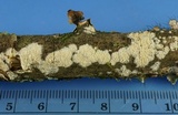 Schizopora paradoxa image