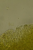 Schizopora paradoxa image