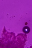 Schizopora paradoxa image