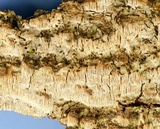 Xylodon bresinskyi image