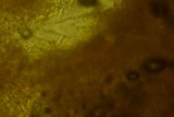 Xylodon bresinskyi image
