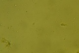 Xylodon bresinskyi image