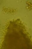 Xylodon bresinskyi image