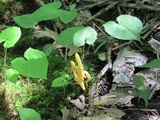 Clavulinopsis fusiformis image