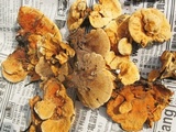 Hydnellum aurantiacum image